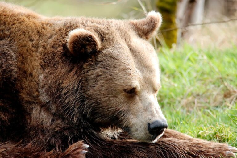 Can Bears Smell Food in Sealed Containers? Jewel Beat
